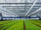 Inside Agbotic Farms’ greenhouse