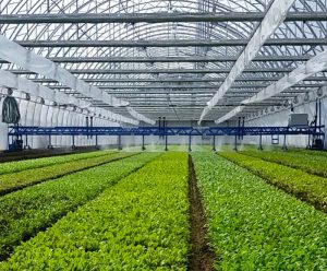 Crops growing in a greenhouse