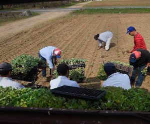 7 migrant workers harvest a field