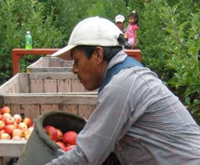 A farmer with apples