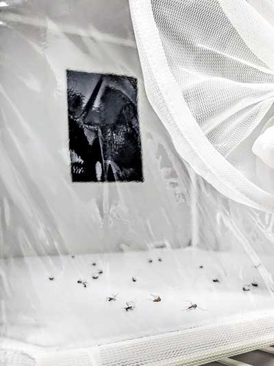 A netted box contains trapped mosquitos